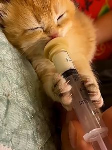Dot Kucing dan Susu Kucing 0 - 12 Bulan Paket Dot Susu Anak Kucing Bayi Baru Lahir Buat Gemuk Miracle Nipple Dan Susu Kitten 100gram