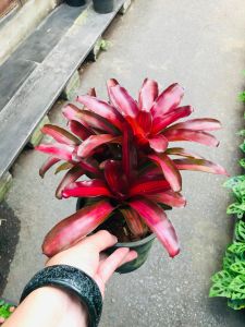 Neoregelia Zoel ( single ) 積水风梨