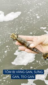 Thuôc Bổ Gan Cho Tôm Tôm Bị Sưng Gan Teo Gan Hoại Tử Gan Tri Bênh Tôm Đôm Trắng Đường Ruột Tôm Đứt Khúc Đục Cơ -  GOMETZ - Chế Phẩm Sinh Học - Nuôi Tôm Cá Ếch Lươn Baba - THUỐC THUỶ SẢN MỸ PHƯƠNG