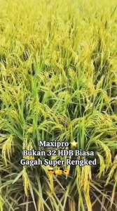 INPARI 32 MAXIPRO BENIH PADI PREMIUM 5KG