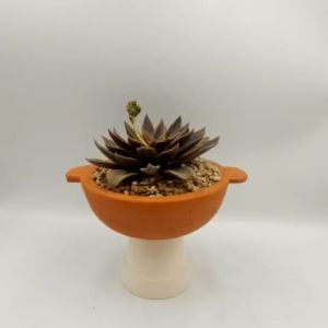 Chậu đất nung chậu sen đá - Chảo 1555 miệng chậu 15cm chiều cao 5.5cm