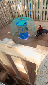 กระจกหกเหลี่ยมวิ่งไก่20x50cm ชุดแกะกล่องพร้อมใช้งานทันที