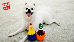 [GiGwi] Egg - The Interactive Pet Toy Which Wobbles And Squeaks | Always Standing No Matter How Hard Your Dog Kicks It | Suitable For Fetch & Chewing