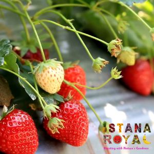 DELICIOUS RED STRAWBERRIES IMPORTED FROM EGYPT - PACK OF 250G - ISTANA ROYAL FRUITS