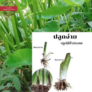 บอนหวาน พร้อมปลูก บอนแกงใส่หน่อไม้ บอนหวานแกงใส่เห็ด ต้นละ10บาท ขายเป็นชุด10ต้น70บาท นางหวาน บอนกินได้