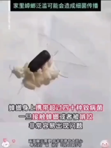 Camphor Wood Fragrance Gel Beads for Cockroach Repellent in Bedrooms Bathroom Kitchen Natural Essent