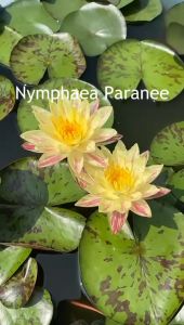【Sean Planters】Hardy Waterlily Nymphaea Paranee 耐寒睡莲 莲花 Teratai Telepok