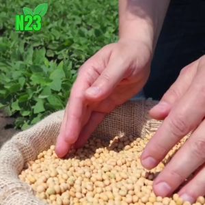 Bột Đậu Nành Nguyên Chất N23 Cao Cấp - Vòng 1 Săn Chắc Sáng Da Cân Bằng Nội Tiết Tố Túi 500g