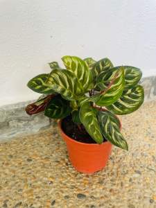 Calathea Makoyana Real Live plant 孔雀肖竹芋