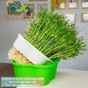 kurmhoa – khay trồng rau mầm thủy canh tròn kèm nắp – nhựa pp nguyên sinh – đường kính 18cm
