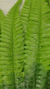 Daun Pakis Gelombang- Daun Artificial - Palem plastik murah - Daun plastik palsu artificial dekorasi termurah - import homedecor berkualitas