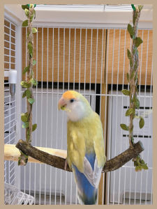 Parrot Toy Bird Supplies Colorful Swing Cloud Ladder Climbing Stairs Tiger Lily Peafowl Claw Grinding Stand Pole Bird Cage Accessories