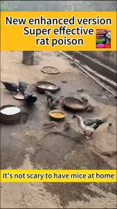 【New Enhanced version】Rat killer poison Dont die in the room big rat killer poison 100% effective Rat lure that mice like to eat Pellet trap Rat Repellant for Home Not smelly Rat Poison kill 100 mice in one night pest control Killer Mouse Repellent Mouse