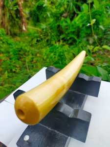 once  galih kayu kemuning gading semi lengkung