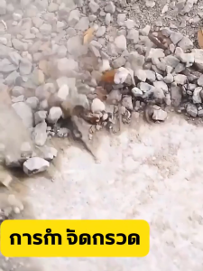 เครื่องเป่าลมไร้สาย เปาลมไร้สาย ที่เป่าลม Cordless Blower เครื่องเป่าลม เครื่องเป่าลมลิเธียมไฟฟ้า เครื่องเป่าลมไฟฟ้า เป่าลมและดูดฝุ่น โบลเวอร์เป่าลม