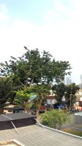 Safiya Beras Merah Organik 1 Kg Beras Pecah Kulit Premium