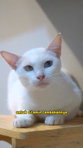 Remov Vitamin Kucing Mother & Baby 5 Kapsul | Vitamin Kucing Hamil Dan Menyusui