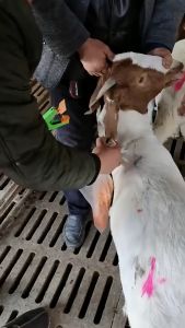 Ear Tag Plier Applicator Goat Sheep Lamb Cattle Cow Tagger Puncher Farm Animal Tool