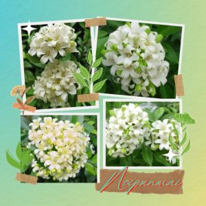 ต้น แก้วพวง กระถาง 6 นิ้ว ขั้นต่ำ 2 ต้น ส่งพร้อมกระถาง ขายสินค้าออนไลน์