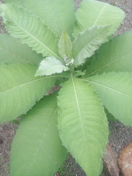 Daun sembung Segar/Blumea Balsamifera Segar Obat Herbal Paling Ampuh