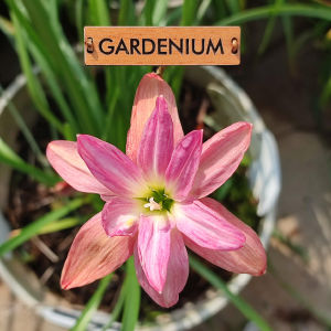 Umbi Bunga Rain Lily Ballerina Indo Siam - Rainlily Zephyranthes Hybrid