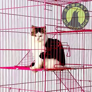 SEMPATI GROSIR Kandang Kucing Extra Jumbo 3 Tingkat XXL 130x90x60  Sempati Isi 3 Pcs Kandang 3 Tingkat Cage Pet Cargo Rumah Kucing Besar Extra Jumbo Besi Lipat Tebal Kandang Anjing Kucing Burung Sugar Glider Hamster
