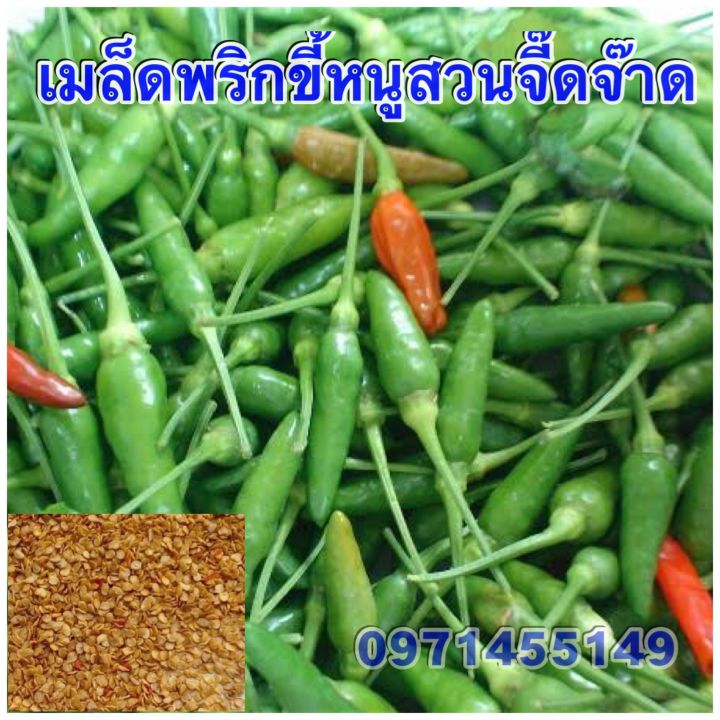เมล็ดพริกขี้หนูสวนจี๊ดจ๊าด 100 เมล็ด สำหรับปลูกพริกเผ็ดร้อน