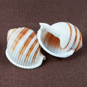 Natural Large Wave Snail Shell Home Decoration Ornaments Hermit Crab Shell Aquarium Scenery Shell Specimen Creative Home Decor