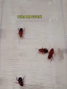 แบ่ดักแมลงสาบ แค่เขย่า+กด 💥 กำจัดแมลงสาบหมดจด