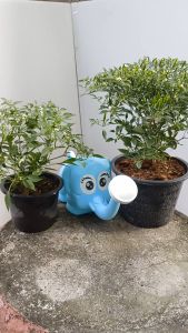 ต้นพริกขี้หนูสวน กระถางใหญ่ 8 นิ้ว. เม็ดเล็ก พริกเผ็ด ลูกดก กลิ่นหอม ส่งพร้อมกระถาง