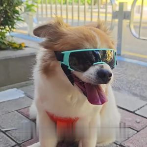 Hamshmoc Phong Cách Kính bơi cho chó Mặt Trời & chống bụi Bendable Phù Hợp Không Áp Lực Ban Nhạc Hạnh Phúc Cuộc Phiêu Lưu Ngoài Trời