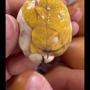 Balut Eggs (Philippine Traditional Snack/Street Night Market Favorite) / Balot Spicy / Ostrich Egg / Flavored Balut / Salted Egg - Delicious & Healthy Food