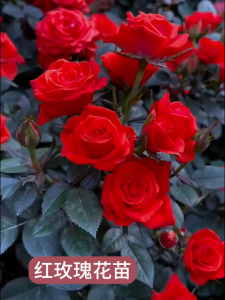 100PCS/Pack Red Rose Seeds for Planting - Gardening Bonsai Fragrant Red Rose Flower Seeds-A620