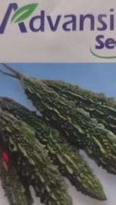 PALEE 100 seeds 派妮 F1 Biji benih Peria Bittergourd seeds 苦瓜种子 Advansia 20gm(repack) /100gm