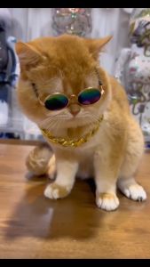 Cat Glasses Dog Glasses Cat Sunglasses Dog Cat Spectacles Pet Fashion / Cermin Mata Kucing Spek Kucing 猫狗眼镜 猫狗墨镜 宠物太阳眼镜