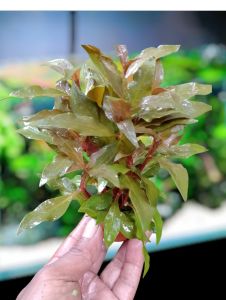 tanaman aquascape reiniki red isi 1 pot