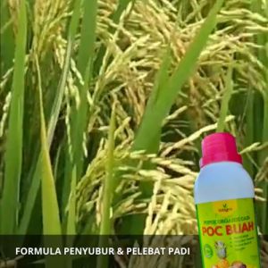 Obat Semprot Penyubur Padi / Pupuk cair Untuk penyubur Padi Sawah / Pupuk Pelebat Buah Untuk Padi