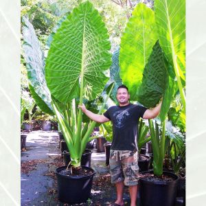 บอนกระดาด บอนยักษ์ บอน ต้นบอน ต้นไม้ฟอกอากาศ - บรรเทาประสบการณ์