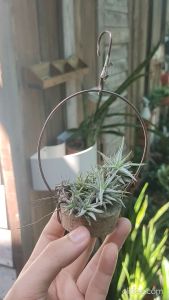 Tillandsia Vanhyningii clump with hanger / Air plant / 空气凤梨- 长颈精灵