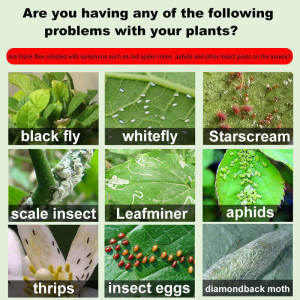 🐛Double Kill of Insect Eggs Useful against all pests!insect repellent Safe and harmless Harmless to plants pesticides for plants 杀虫剂Racun serangga tanaman农药杀虫剂 500ml racun serangga organik insecticides for plants ubat serangga tanaman dinotefuran 呋虫胺