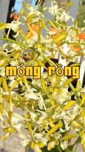 HOA LAN DENRO BẠCH LONG CHÂU TRƯỞNG THÀNH