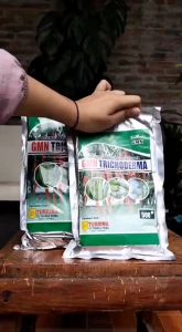 Pupuk hayati GMN Tricoderma untuk layu fusarium