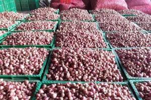 bawang merah Brebes asli 800 gram