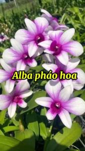 HOA LAN SAO THIÊN VƯƠNG