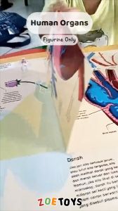 Zoetoys Human Organs | Mainan Montessori Alat Peraga Organ Tubuh Figurine Body Model Anatomi Manusia