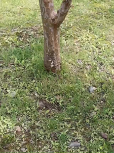 Garden Lawn Edging Lawn Stone lsolation Thickened Plastic Tree Fence border edging garden grass border Landscape Edging