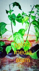 Bibit cabe rawit hijau siap tanam