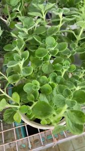 Cây Sen Thơm Nhất Mạt Hương JUN GARDEN Cây Đuổi Muỗi Dễ Trồng Và Chăm Sóc