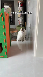 Pet Triangle Felt Cat Scratcher Board with Plush Ball Foldable Vertical Against Wall Scratching