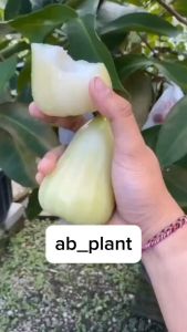 Bibit Jambu Air Madu Deli (MDH) Super Okulasi